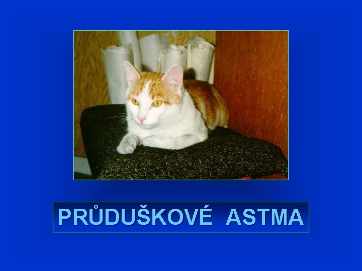 PRŮDUŠKOVÉ ASTMA PRŮDUŠKOVÉ ASTMA