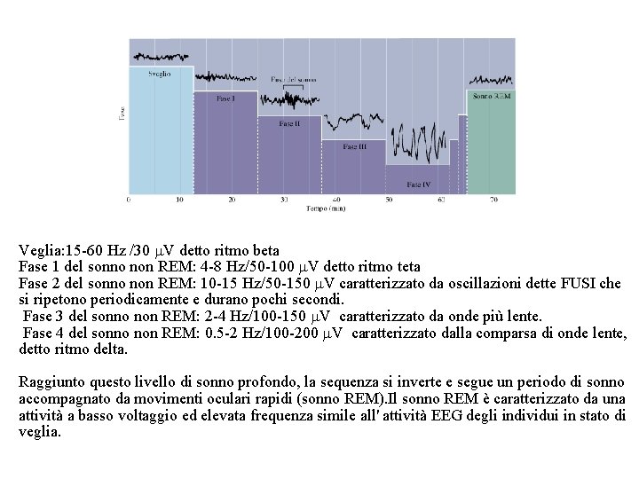 Veglia: 15 -60 Hz /30 m. V detto ritmo beta Fase 1 del sonno