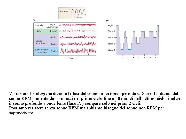 Variazioni fisiologiche durante le fasi del sonno in un tipico periodo di 8 ore.