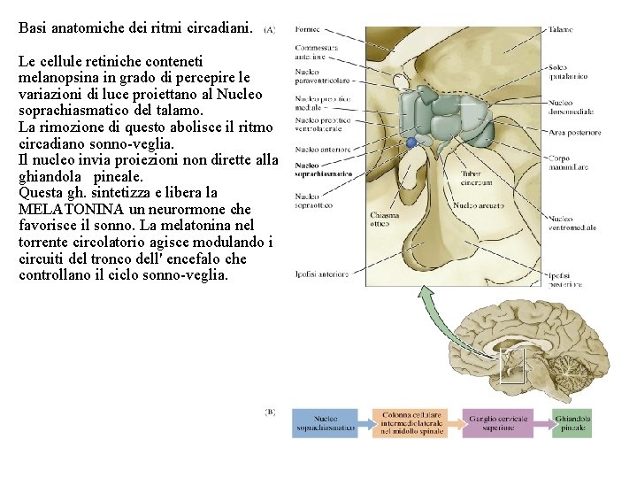 Basi anatomiche dei ritmi circadiani. Le cellule retiniche conteneti melanopsina in grado di percepire