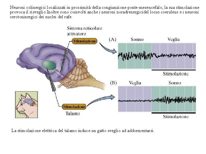 Neuroni colinergici localizzati in prossimità della congiunzione ponte-mesencefalo, la sua stimolazione provoca il risveglio.