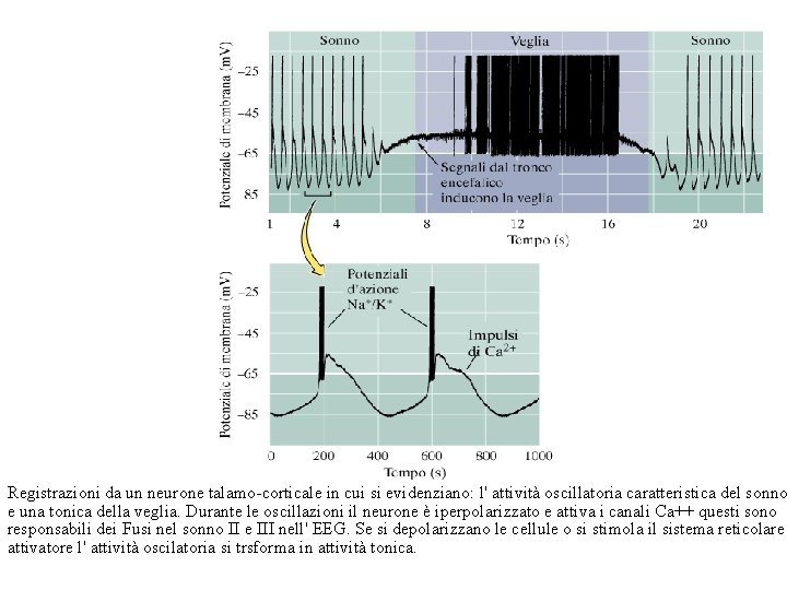 Registrazioni da un neurone talamo-corticale in cui si evidenziano: l' attività oscillatoria caratteristica del