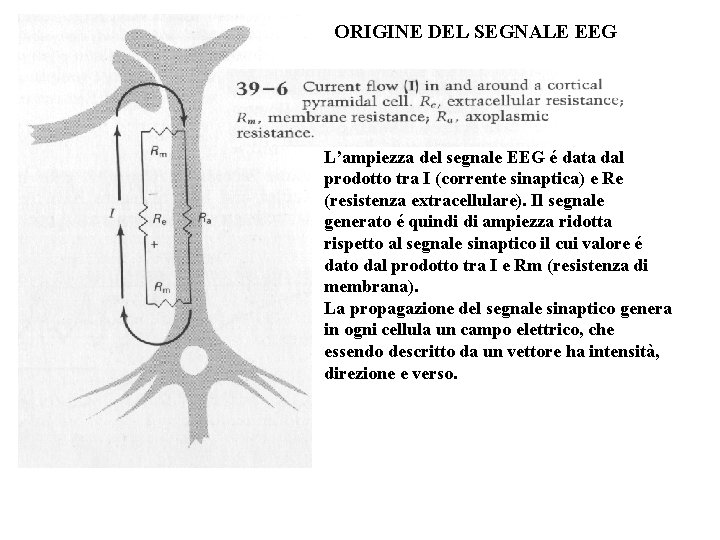 ORIGINE DEL SEGNALE EEG L’ampiezza del segnale EEG é data dal prodotto tra I