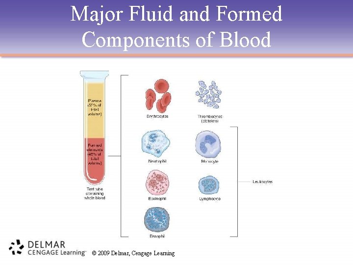Major Fluid and Formed Components of Blood © 2009 Delmar, Cengage Learning 