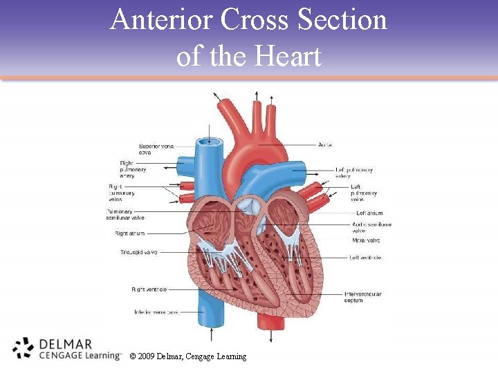 Anterior Cross Section of the Heart © 2009 Delmar, Cengage Learning 