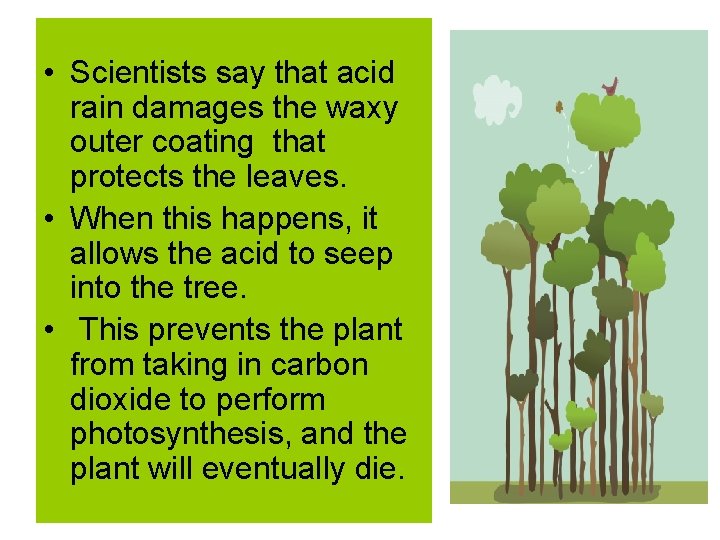  • Scientists say that acid rain damages the waxy outer coating that protects