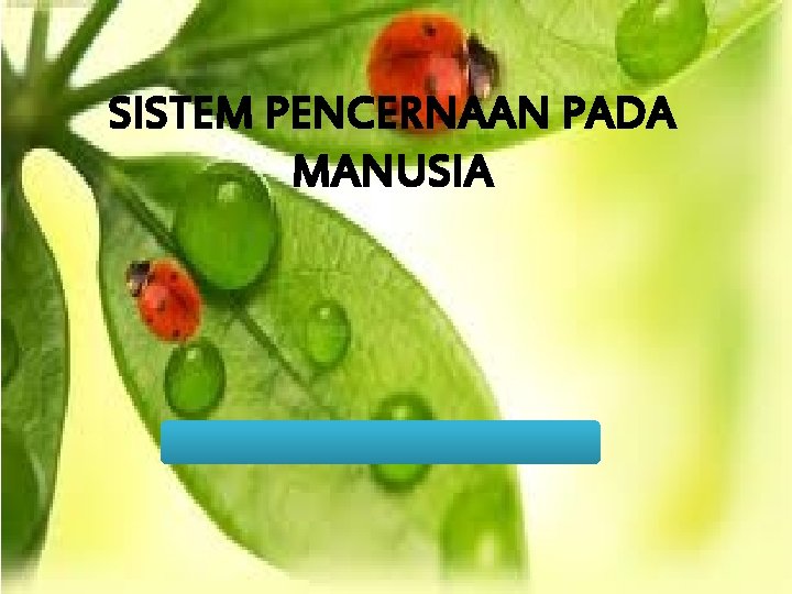 SISTEM PENCERNAAN PADA MANUSIA 