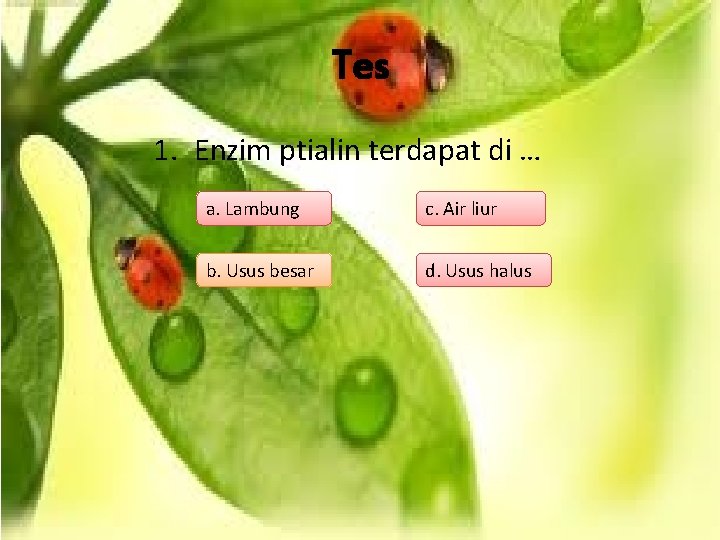 Tes 1. Enzim ptialin terdapat di … a. Lambung c. Air liur b. Usus