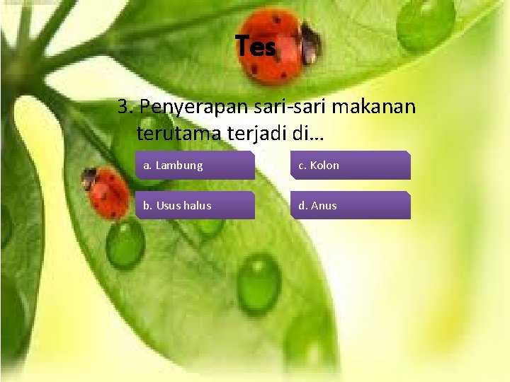 Tes 3. Penyerapan sari-sari makanan terutama terjadi di… c. Kolon a. Lambung b. Usus