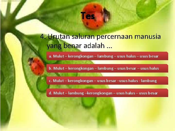 Tes 4. Urutan saluran percernaan manusia yang benar adalah. . . a. Mulut –