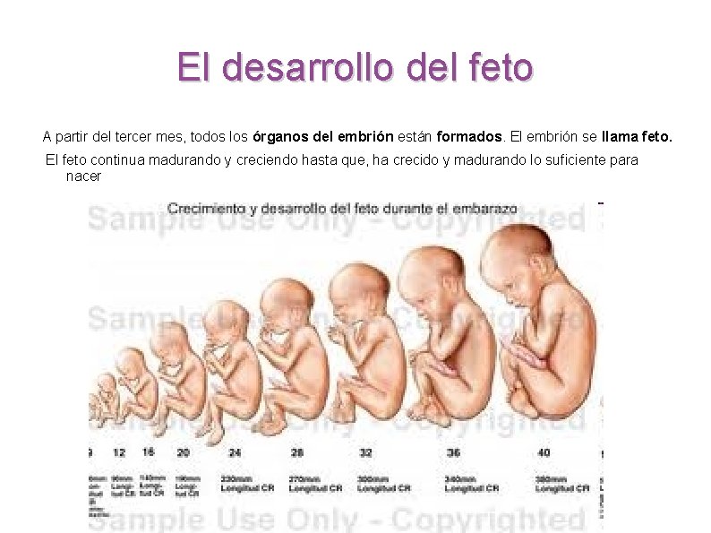 El desarrollo del feto A partir del tercer mes, todos los órganos del embrión