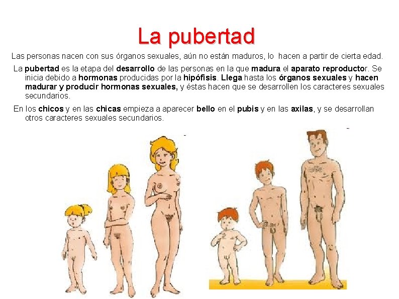 La pubertad Las personas nacen con sus órganos sexuales, aún no están maduros, lo