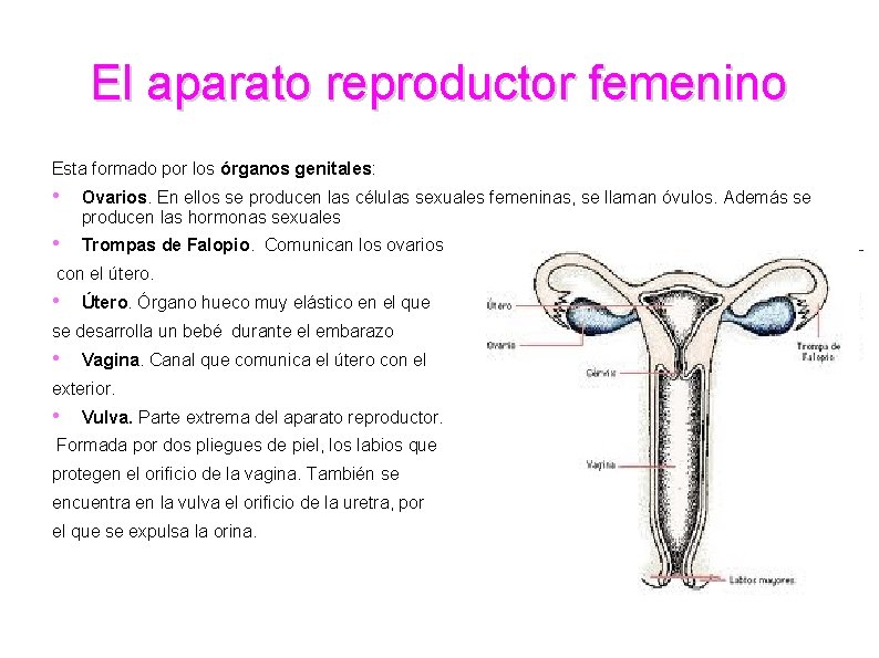 El aparato reproductor femenino Esta formado por los órganos genitales: • Ovarios. En ellos