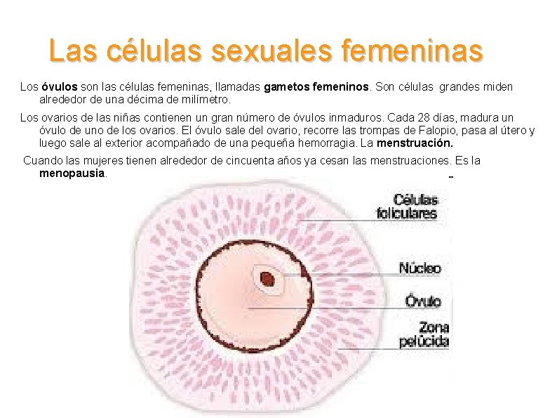 Las células sexuales femeninas Los óvulos son las células femeninas, llamadas gametos femeninos. Son
