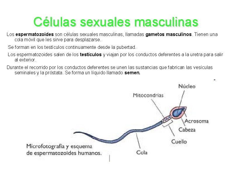 Células sexuales masculinas Los espermatozoides son células sexuales masculinas, llamadas gametos masculinos. Tienen una