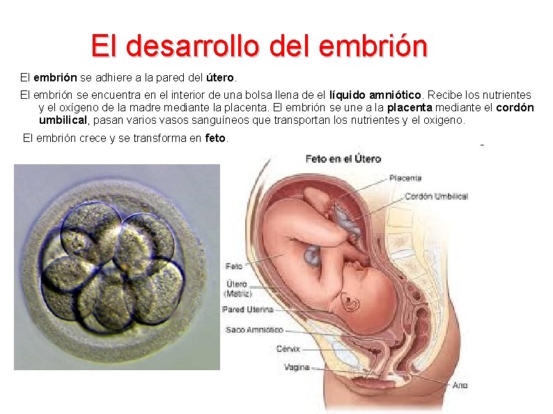 El desarrollo del embrión El embrión se adhiere a la pared del útero. El
