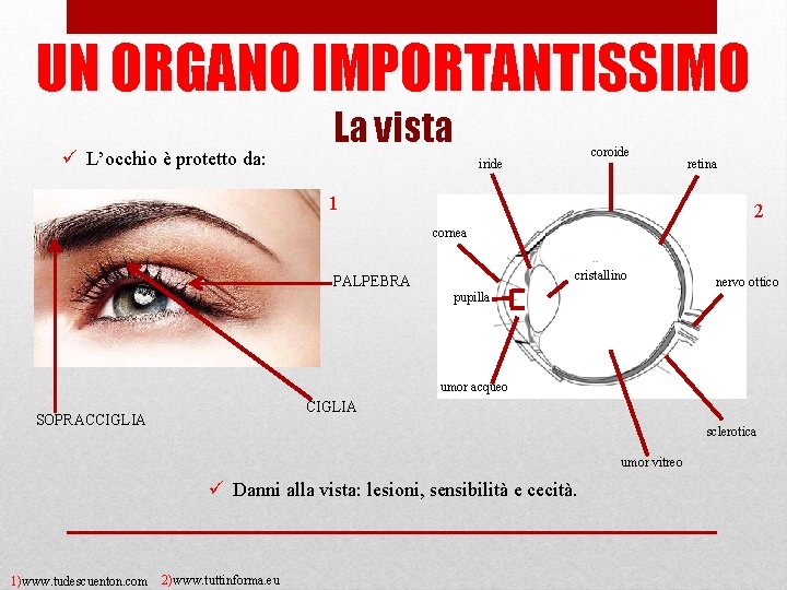 UN ORGANO IMPORTANTISSIMO ü L’occhio è protetto da: La vista coroide iride 1 retina