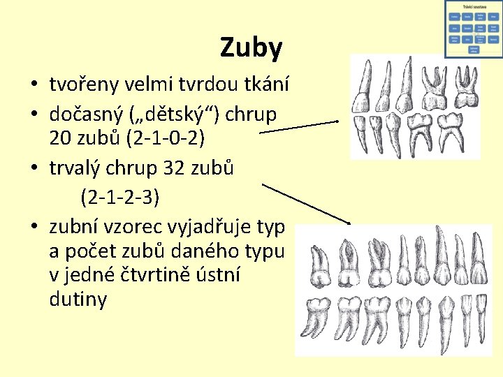 Zuby • tvořeny velmi tvrdou tkání • dočasný („dětský“) chrup 20 zubů (2 -1