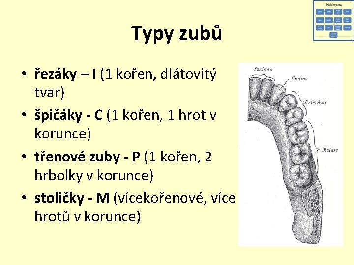 Typy zubů • řezáky – I (1 kořen, dlátovitý tvar) • špičáky - C