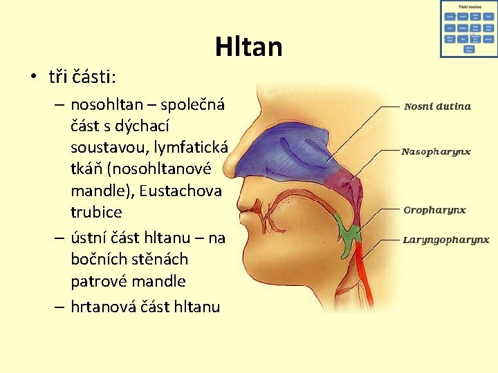  • tři části: Hltan – nosohltan – společná část s dýchací soustavou, lymfatická