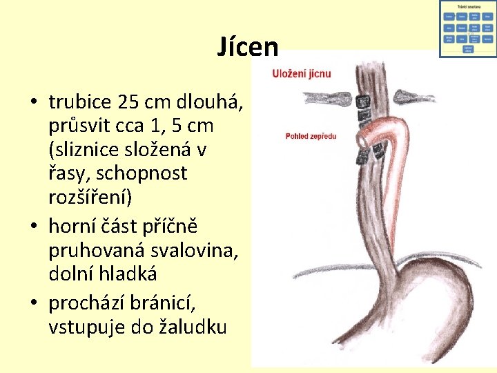 Jícen • trubice 25 cm dlouhá, průsvit cca 1, 5 cm (sliznice složená v