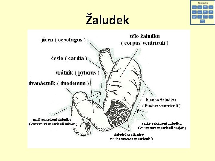 Žaludek 