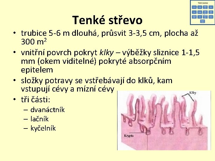 Tenké střevo • trubice 5 -6 m dlouhá, průsvit 3 -3, 5 cm, plocha