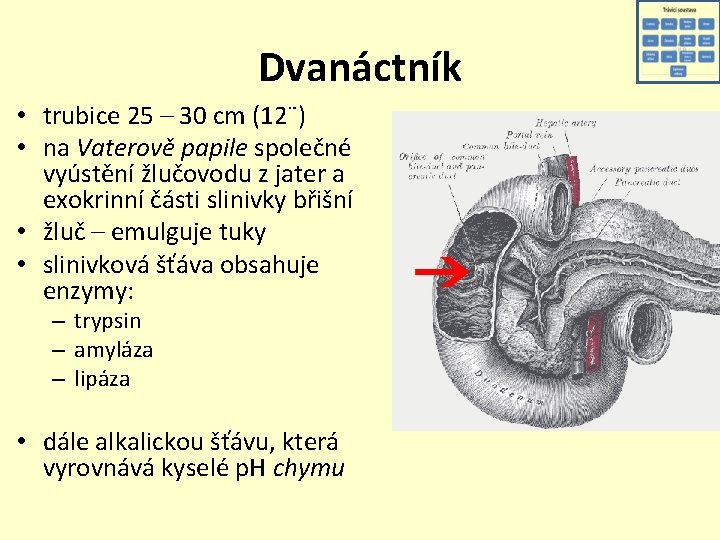 Dvanáctník • trubice 25 – 30 cm (12¨) • na Vaterově papile společné vyústění