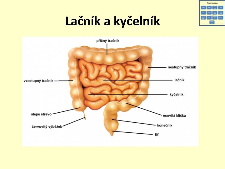 Lačník a kyčelník 