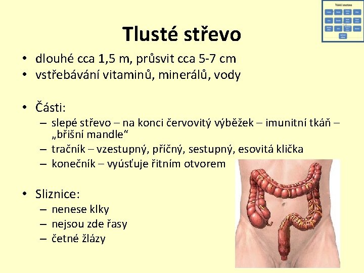 Tlusté střevo • dlouhé cca 1, 5 m, průsvit cca 5 -7 cm •