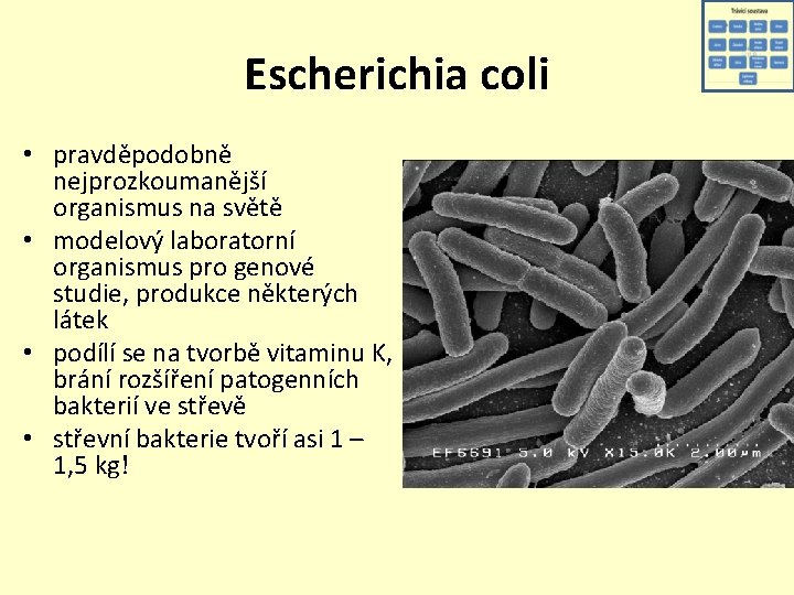 Escherichia coli • pravděpodobně nejprozkoumanější organismus na světě • modelový laboratorní organismus pro genové