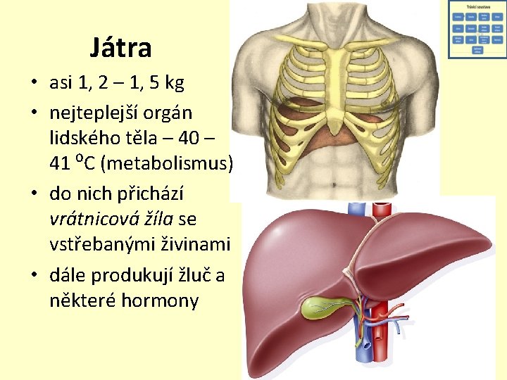 Játra • asi 1, 2 – 1, 5 kg • nejteplejší orgán lidského těla