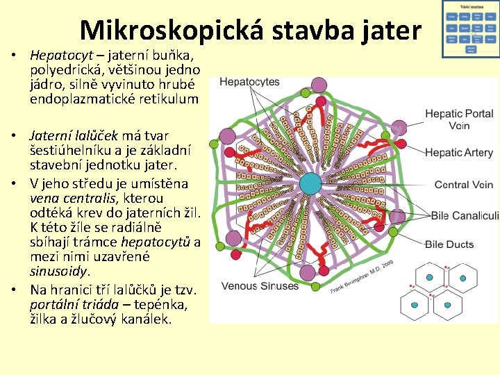 Mikroskopická stavba jater • Hepatocyt – jaterní buňka, polyedrická, většinou jedno jádro, silně vyvinuto