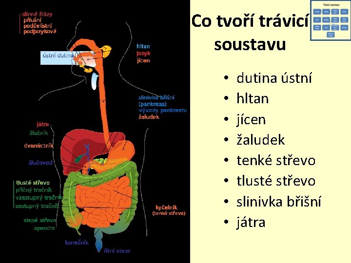 Co tvoří trávicí soustavu • • dutina ústní hltan jícen žaludek tenké střevo tlusté