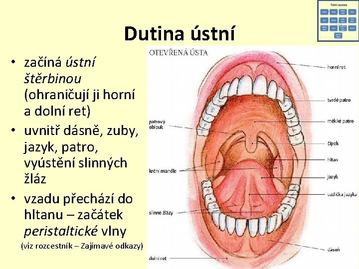 Dutina ústní • začíná ústní štěrbinou (ohraničují ji horní a dolní ret) • uvnitř