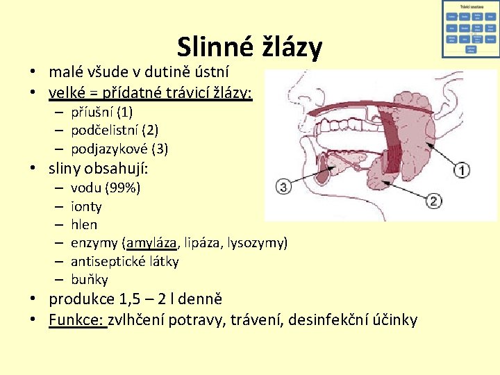 Slinné žlázy • malé všude v dutině ústní • velké = přídatné trávicí žlázy: