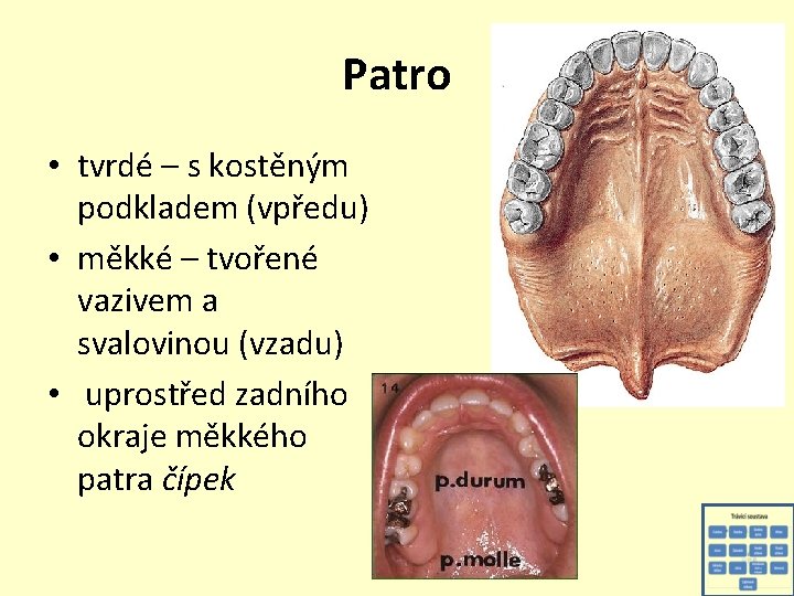 Patro • tvrdé – s kostěným podkladem (vpředu) • měkké – tvořené vazivem a