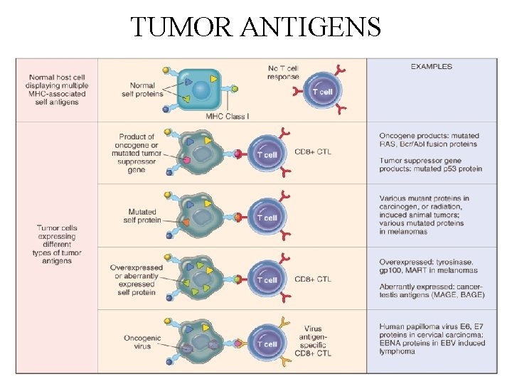 TUMOR ANTIGENS 