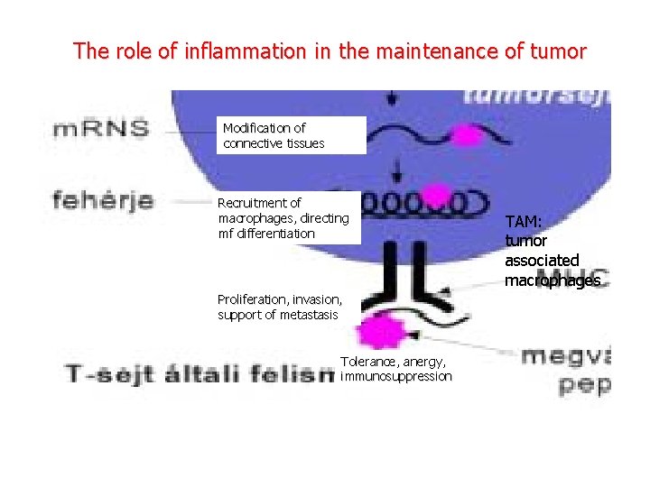 The role of inflammation in the maintenance of tumor Modification of connective tissues Recruitment