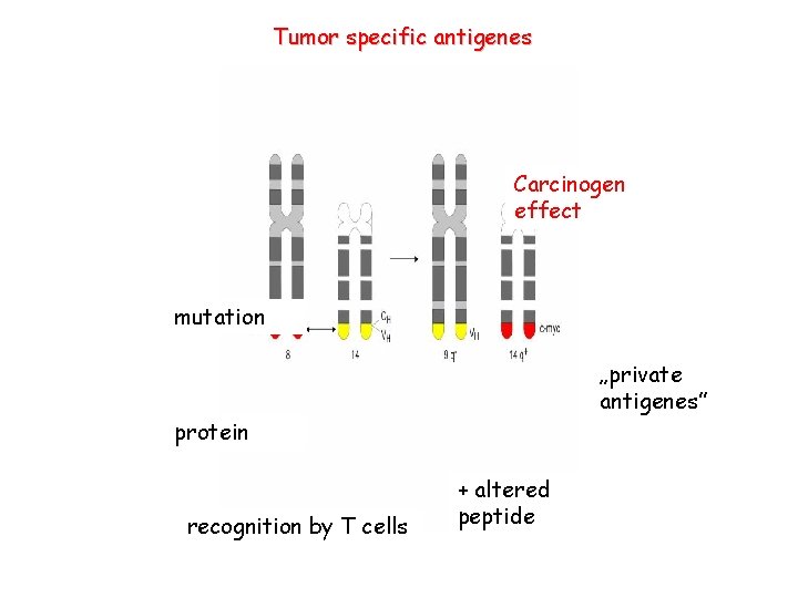 Tumor specific antigenes Carcinogen effect mutation „private antigenes” protein recognition by T cells +