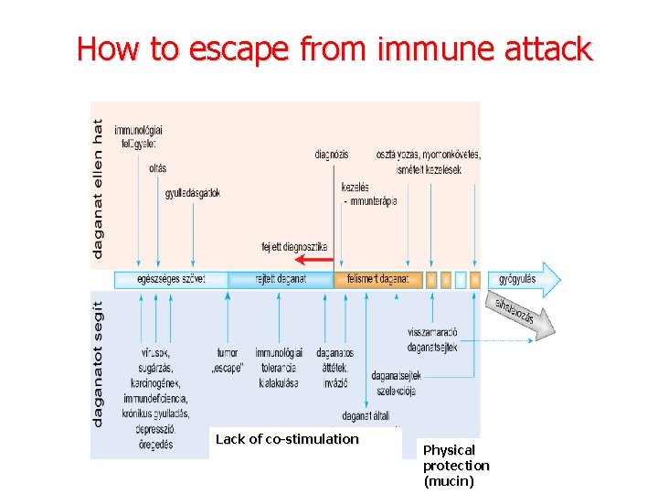 How to escape from immune attack Lack of co-stimulation Physical protection (mucin) 