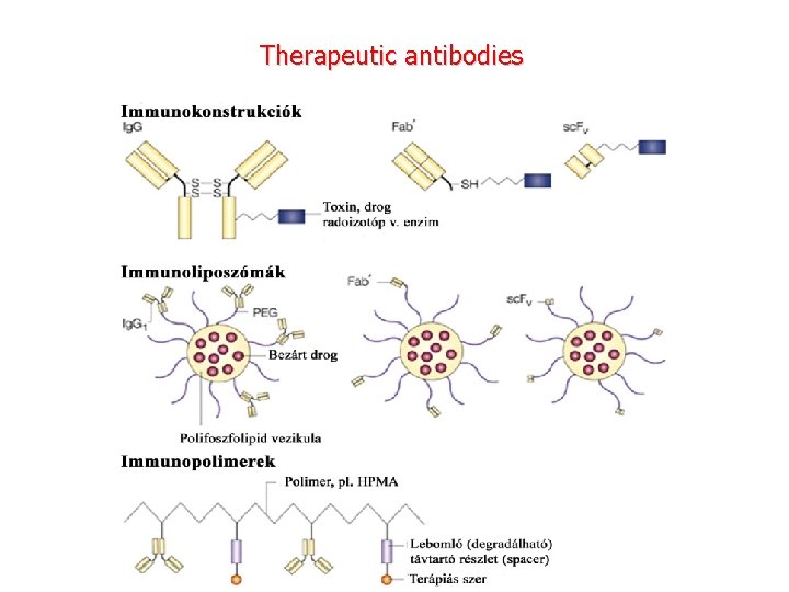 Therapeutic antibodies 