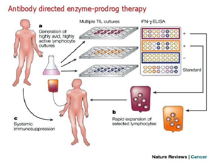 Antibody directed enzyme-prodrog therapy 