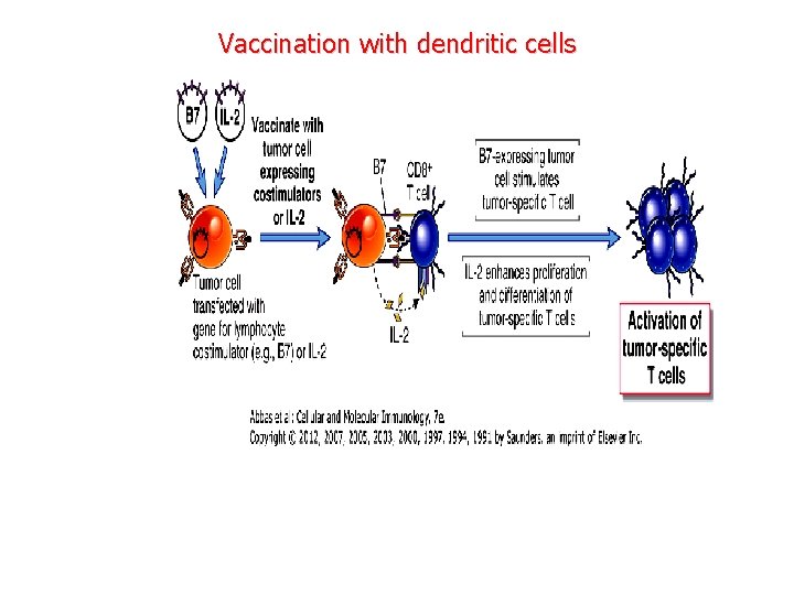 Vaccination with dendritic cells 