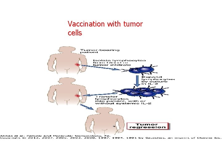 Vaccination with tumor cells 