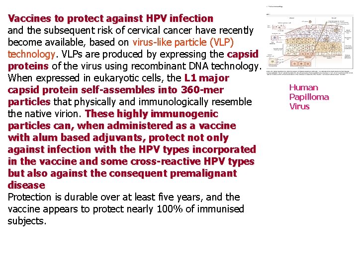 Vaccines to protect against HPV infection and the subsequent risk of cervical cancer have