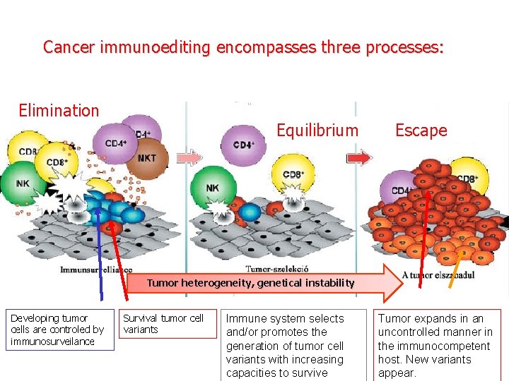 Cancer immunoediting encompasses three processes: Elimination Equilibrium Escape Tumor heterogeneity, genetical instability Developing tumor