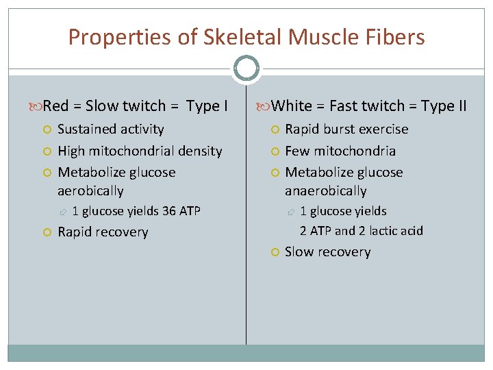 Properties of Skeletal Muscle Fibers Red = Slow twitch = Type I Sustained activity