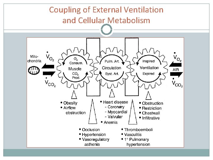 Coupling of External Ventilation and Cellular Metabolism 