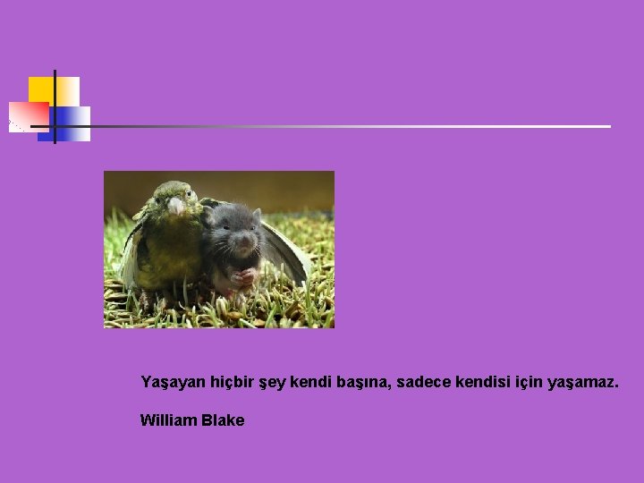 Yaşayan hiçbir şey kendi başına, sadece kendisi için yaşamaz. William Blake 